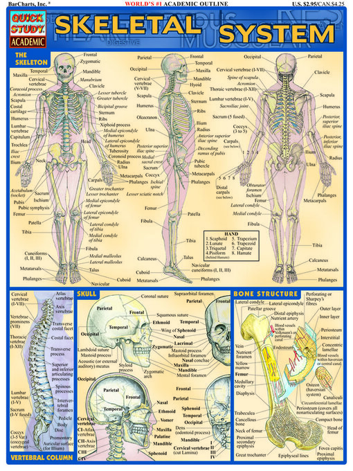 Cover image for Skeletal System